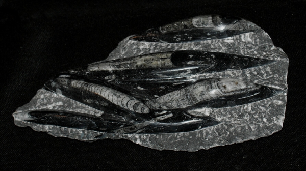 Orthoceras